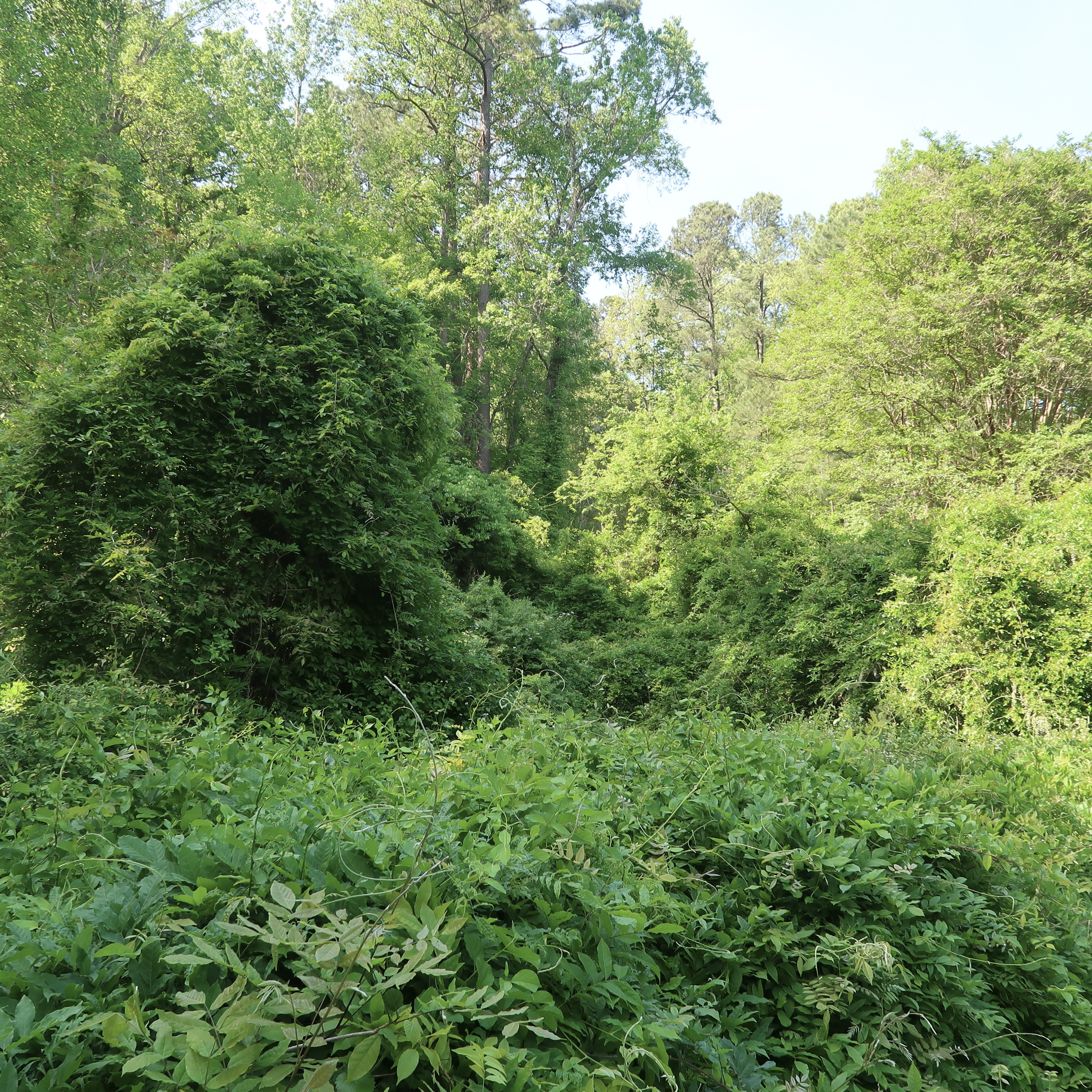 Clipping the South's wisteria problem